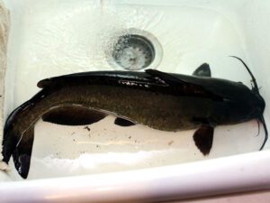 Channel Catfish