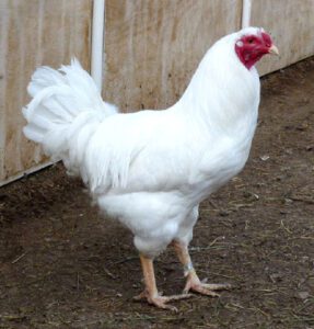 Chantecler Chicken Farming