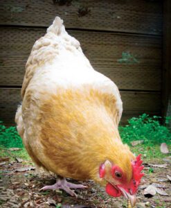 Poultry Feeding Guide