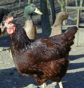 Poultry Rearing Guide