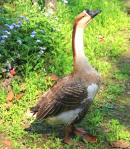 Chinese Goose Characteristics, Origin & Uses