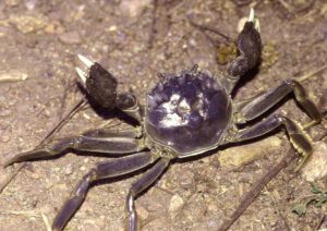 Chinese Mitten Crab: Characteristics, Diet, Uses, Photo