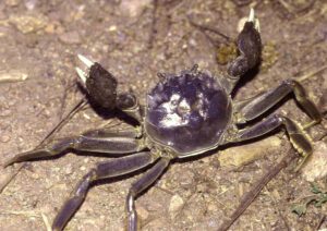 Chinese Mitten Crab Characteristics, Feeding & Breeding