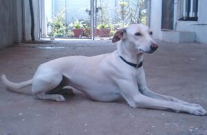 Chippiparai Dog: Origin, Characteristics, Uses