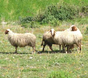 Comisana Sheep: Characteristics, Uses, Photo