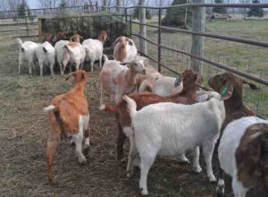 Commercial Goat Farming: Business Plan For Beginners