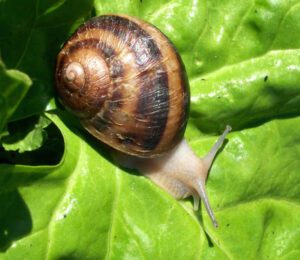 Snail Farming in Nigeria