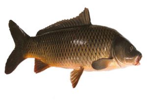 Common Carp Fish: Characteristics, Uses, Photo