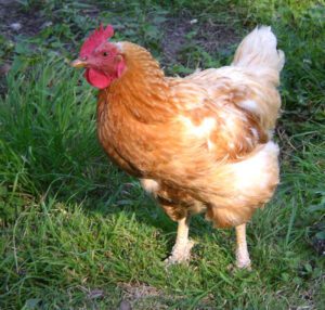 Common Diseases in Laying Hens & Treatment