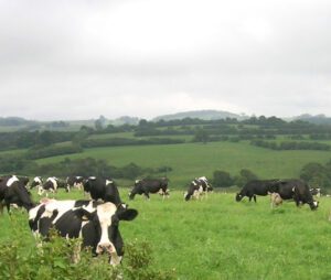 Dairy Farming Business Guide For Beginners