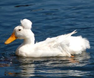 Crested Duck: Origin, Characteristics, Uses