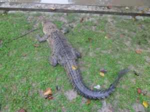 Crocodile Farming