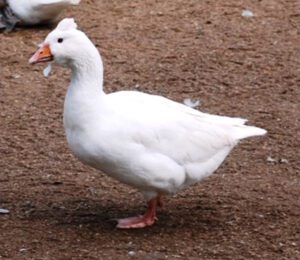 Czech Goose: Origin, Characteristics, Uses