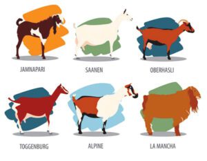 Dairy Goat Breeds