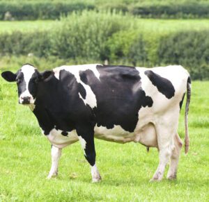 How to Boost Dairy Farm Profits: Best Guide for Beginners
