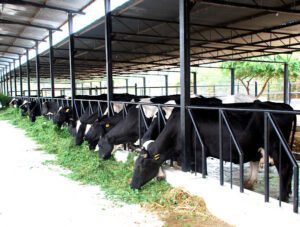 Dairy Farming in India: Beginner’s Guide for Money