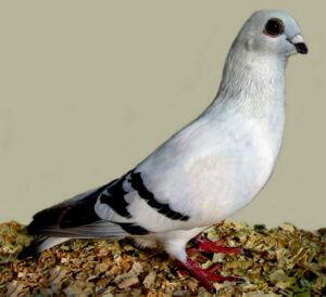 Damascene Pigeon