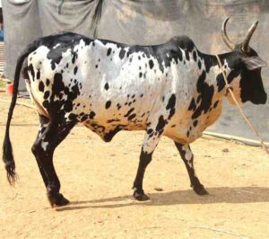 Dangi Cattle Characteristics, Uses & Origin