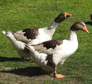 Danish Goose Characteristics, Origin & Uses