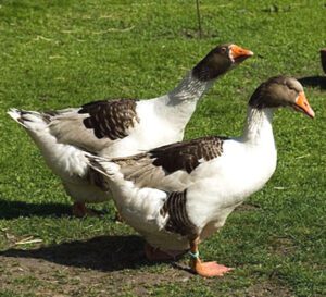 Danish Goose