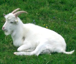 Danish Landrace Goat