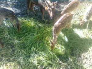 Deer Feed