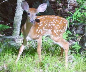 Deer Diseases