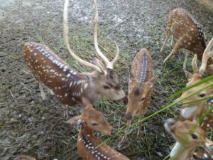 Deer Farming: Best Guide For Beginners