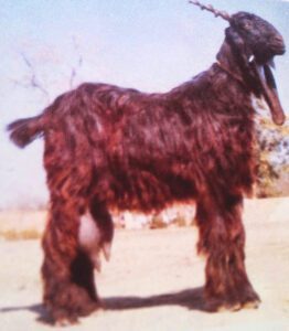 Dera Din Panah Goat: Origin, Characteristics, Uses