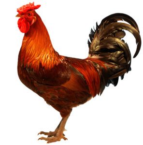 Derbyshire Redcap Chicken Characteristics & Uses