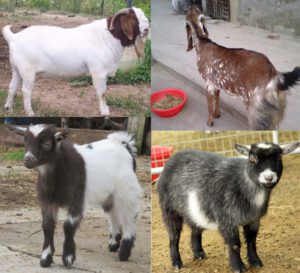 Pros And Cons Of Goat Farming Business