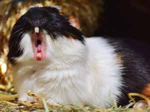 guinea pigs, can guinea pigs bite, do guinea pigs bite, how to stop guinea pigs from biting