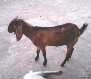 All About A Yearling Goat