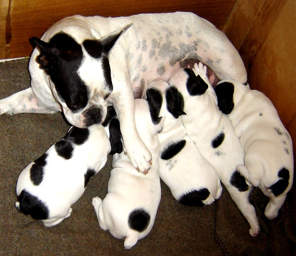 What Is The Most Profitable Dog To Breed