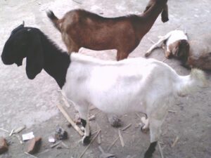 Goat Characteristics: Best 22 Fascinating Characteristics