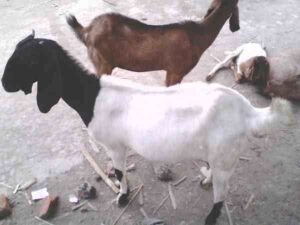 How To Care For Goats?