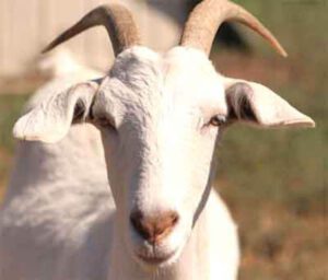 Don Goat: Origin, Characteristics, Uses
