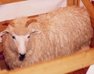 Drysdale Sheep Characteristics, Origin & Uses