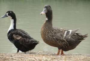 duck, ducks, ducks photo, duck feed, feed of duck, duck farming, what does duck eat