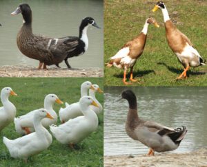 duck breeds