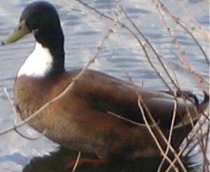 Duclair Duck Farming: Business Plan For Beginners