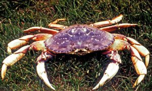 Dungeness Crab