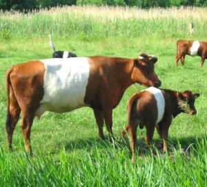 Dutch Belted Cattle: Origin, Characteristics, Uses, Photo