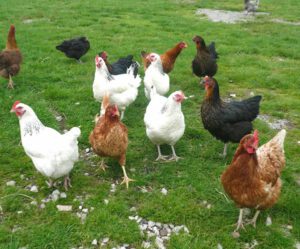 Effects of Light on Laying Hens