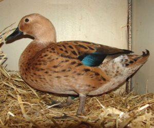 Elizabeth Duck: Origin, Characteristics, Uses