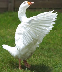 Embden Goose: Characteristics & Best 23 Facts