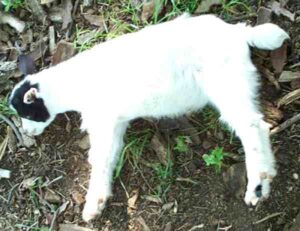 Fainting Goat Farming