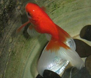 Fantail Goldfish Characteristics, Diet, Breeding