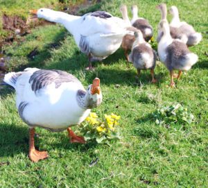 Faroese Goose