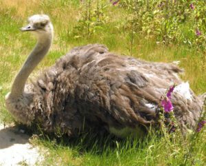 Learn About Food Of Ostrich For Better Growth